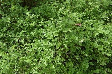 Fototapeta premium Heidelbeerkraut im Eggesiner Kiefernwald