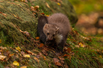 Pine marten rare species in natural habitat (Martes martes)