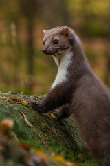 Pine marten rare species in natural habitat (Martes martes)