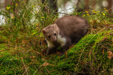Pine marten rare species in natural habitat (Martes martes)