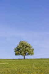 Alpenvorland, Weideland, Salzkammergut