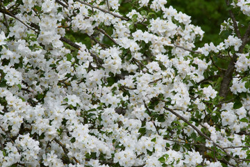 Apfelbaum in der Blüte