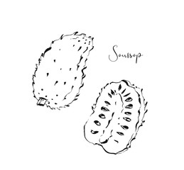 Hand drawn vector abstract exotic tropical soursop fruit ink textured illustrations sketch drawing collection set isolated on white background.Healthy lifestyle concept