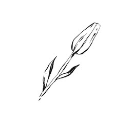 Hand drawn vector abstract artistic ink textured graphic sketch drawing illustration of rustic spring tulip flower plant isolated on white background