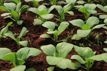 Organic vegetable garden