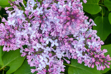 Beautiful blooming violet lilac.For screen savers, screens, backgrounds. Close-up. Spring