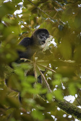 Central American Spider Monkey - Ateles geoffroyi, endangered spider monkey from Cental American forests, Costa Rica.