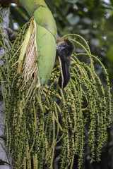 Central American Spider Monkey - Ateles geoffroyi, endangered spider monkey from Cental American forests, Costa Rica.