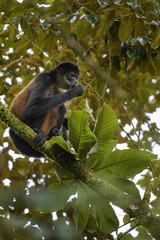 Central American Spider Monkey - Ateles geoffroyi, endangered spider monkey from Cental American forests, Costa Rica.