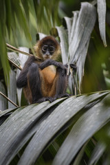Central American Spider Monkey - Ateles geoffroyi, endangered spider monkey from Cental American forests, Costa Rica.
