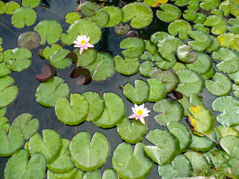 the leaves of the water lily in the pond and the flowers of the water lily. Summer. For screensavers, screens, backgrounds.