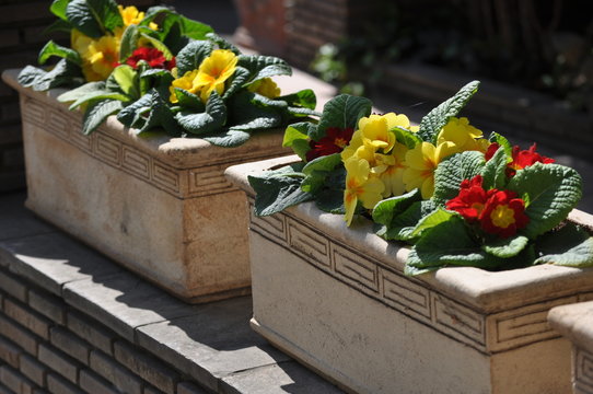 Mmulti-colored decorative primrose in ceramic rectangular flowerpots