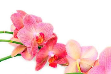 Pink blossoming inflorescence of orchids on a white background.