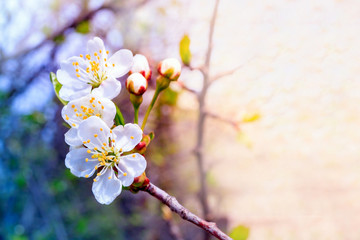 Blossoming white flowers of a cherry tree on a sunny spring afternoon with shallow depth of field on a blurred background.