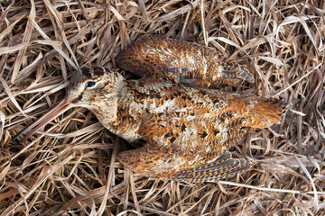 hunting trophy - woodcock on the grass