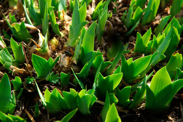 Spring iris grows