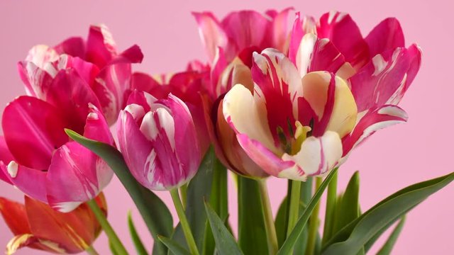 Tulips. Pink colorful striped tulip flowers blooming closeup over pink background. Spring bouquet. Opening flowers time lapse. 4K UHD video 3840X2160