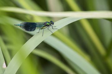 Dragonfly on stem in long grass