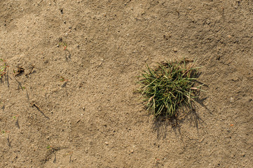 Background texture of sand with green grass