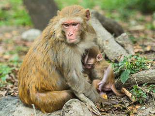 Macaque monkey mother holds her cute baby. Concept of mother and child family