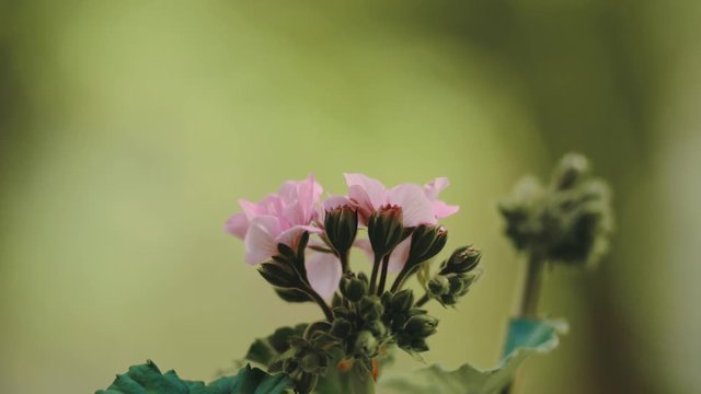 Pink flower in garden (wide angle)
Original author: Danny Feng
www.hellodannyfeng.com