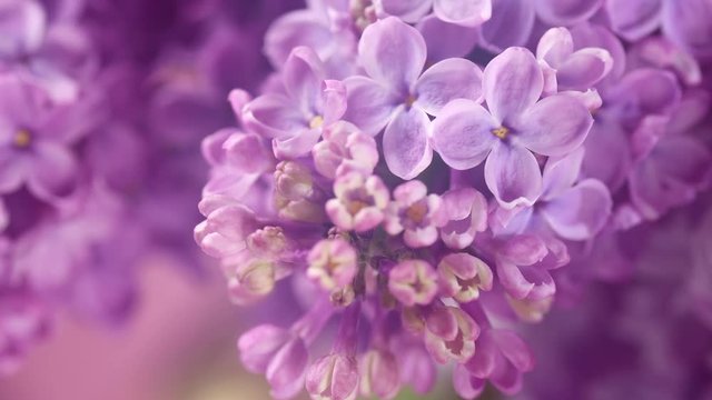 Lilac. Blooming lilac closeup over violet background. Spring scene. Opening flowers time lapse. 4K UHD video 3840X2160