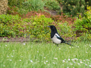 Pica pica, magpie, at garden