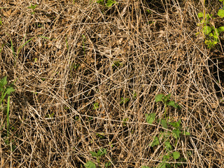 Texture of old dried branches
