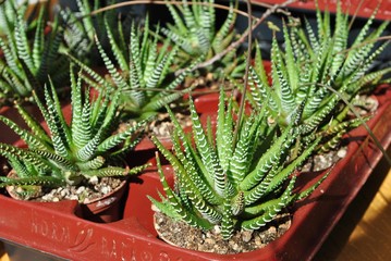 Aloes