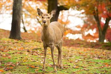 Nara's deer with Autumn leaves.