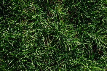 Background texture of a succulent green grass