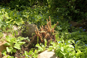 steingarten