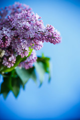 branch of blossoming spring lilac