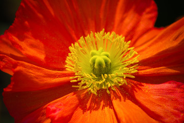 Closeup of a beautiful orange Poppy Flower