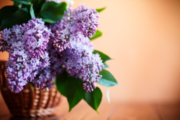 branch of blossoming spring lilac