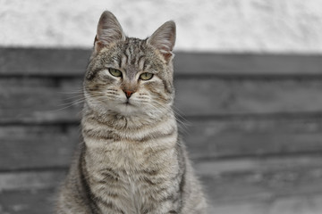 Isolated gray cat portait