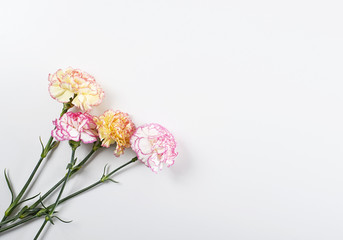 Close up of pink and yellow flowers on white background. Isolated. Copyspace
