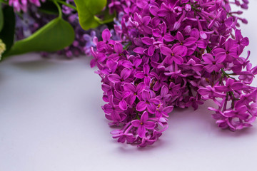 Lilac on white background