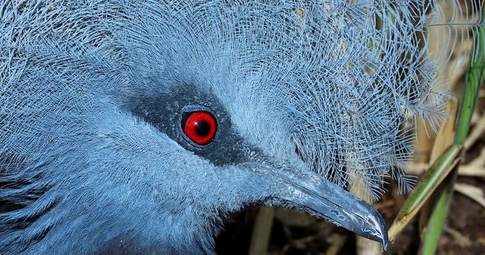 Southern Crowned Pigeon Close Up Head Portrait, Red Eye. Also Known As Sclater's Crowned Pigeon Or Scheepmaker's Crowned Pigeon (Goura Scheepmakeri) - DCi 4K Resolution
