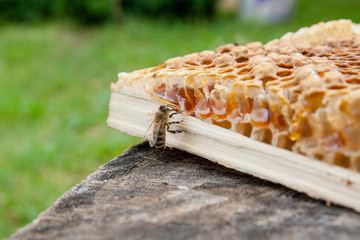 Close up view of the working bee on the honeycomb with sweet honey..