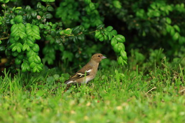 Chaffinch female in grass