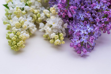 Lilac on white background