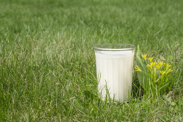 glass milk grass