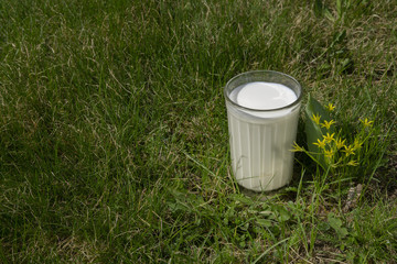 a glass of milk on a green grass