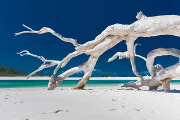 Photo sur Plexiglas Whitehaven Beach, île de Whitsundays, Australie Arbre de bois flotté blanc sur l& 39 incroyable Whitehaven Beach avec du sable blanc dans les îles Whitsunday, Queensland, Australie
