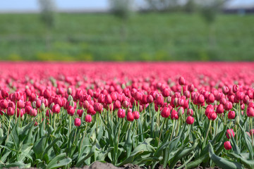 Field of purple and pink tulips in Holland