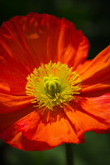 Closeup of a beautiful orange Poppy Flower