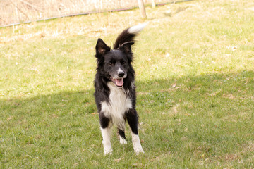 glad hund utomhus på gräsmattan