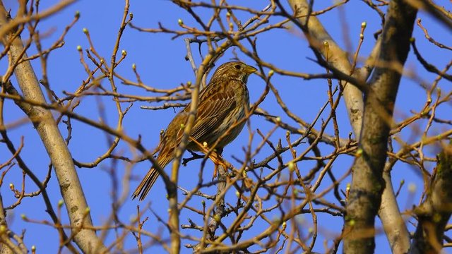 Ortolan Bunting sitting on a tree