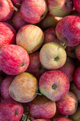 Close up of the red ripe apples as background.